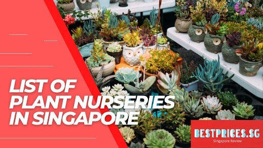Cheapest Plant Nurseries in Singapore 2025