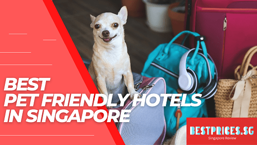 Best Pet Friendly Hotel Singapore 2025