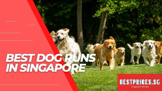 Top Places for Dog Run in Singapore