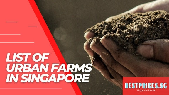 Buy Fresh Vegetables from these Urban Farms in Singapore