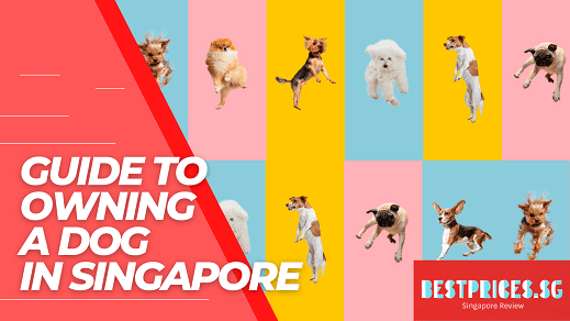 Guide to Dog Price Singapore 2025 - How Much to Own a Dog