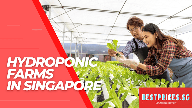 Hydroponics Singapore hdb