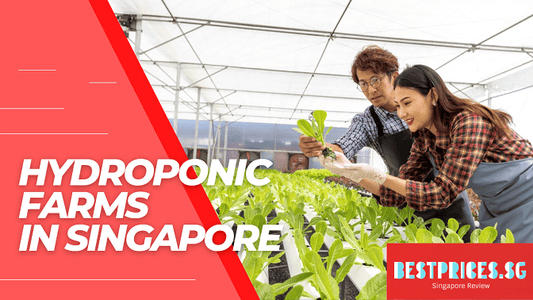 Best Hydroponic Farms in Singapore 2025 for Indoor Growing at Home