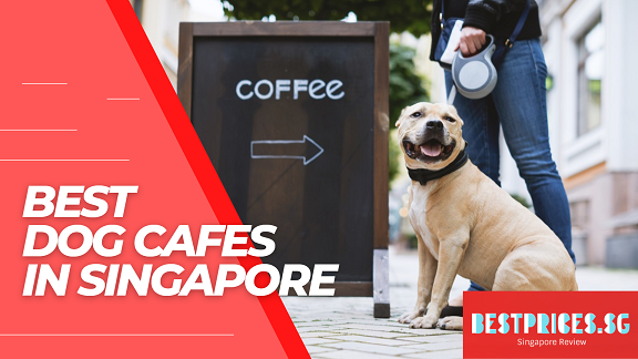 Best Pet Friendly Dog Cafes in Singapore