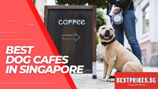 Best Pet Friendly Dog Cafes in Singapore 2025 - All You Need to Know