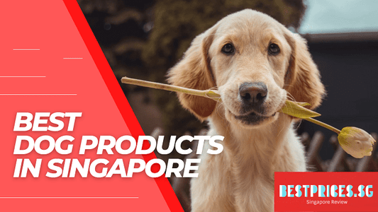 Best Pet Products to Buy for your Dog in Singapore 2025