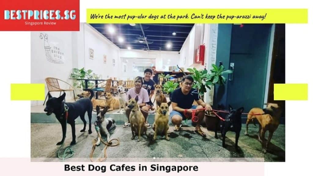 Dog cafe Singapore price, dog cafe singapore with resident dogs, best dog cafe singapore, pet cafe near me, we are the furballs price, ulu ulu pet cafe, dog cafe singapore near me, dog cafe east, indoor dog friendly cafes Singapore, dog-friendly cafe, the garden slug review, the garden slug kovan, The Garden Slug Petite,