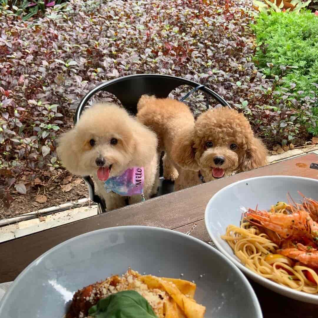 singapore botanic garden places to eat