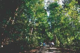 Bukit Timah Nature Reserve is part of the List of Nature Reserves Parks in Singapore, List of Nature Reserves Parks Singapore, Which park is the best in Singapore?, parks and nature reserve, Where can I enjoy nature in Singapore?, nature reserve parks, nature parks Singapore, nature trails Singapore, national park Singapore, best Singapore parks,