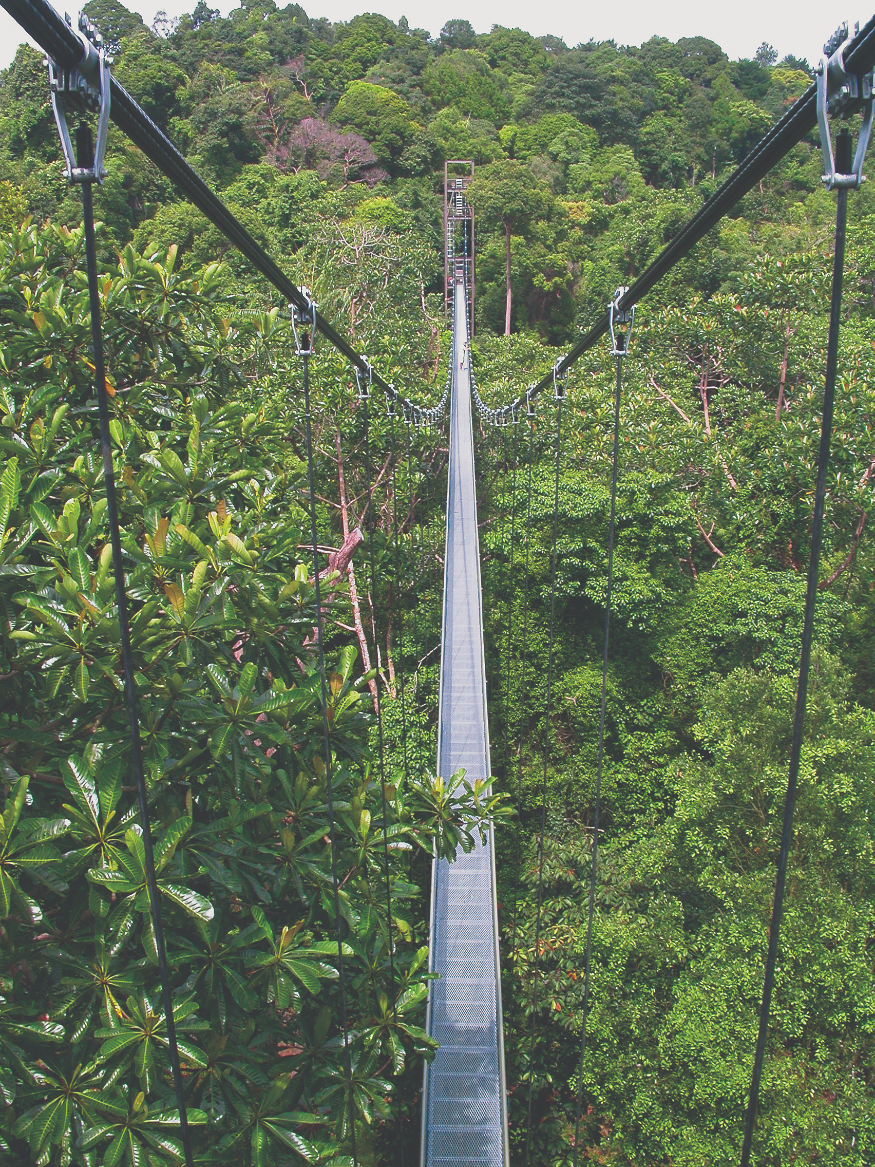 Central Catchment Nature Reserve is 10 Nature Parks & Nature Reserves To Visit In Singapore Now