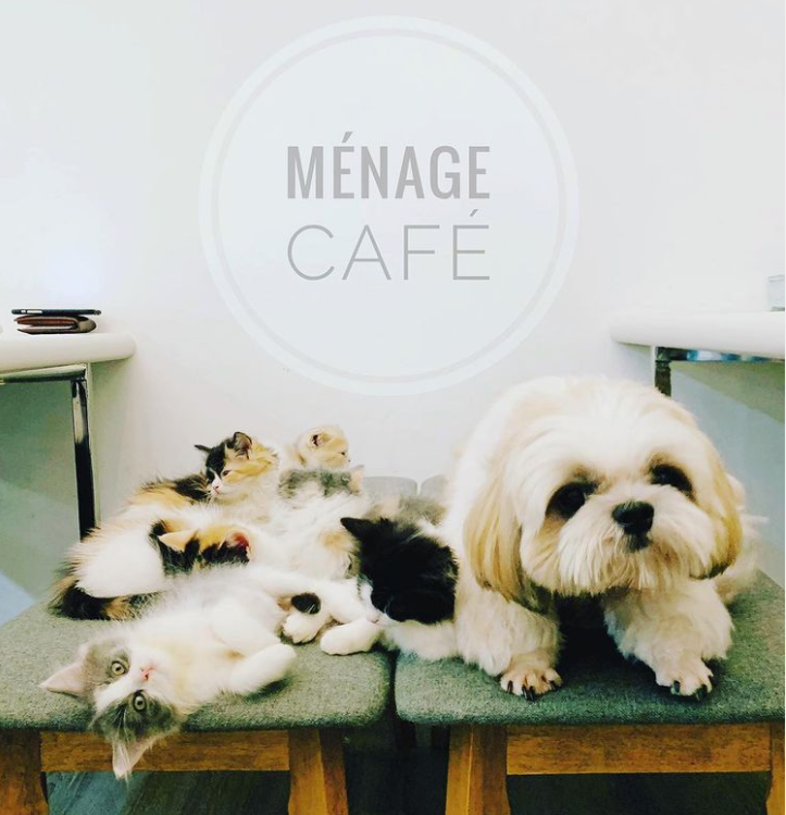 Menage Café is 10 Pet-Friendly Cafes In Singapore With Food For Both You and your pet, 10 Best Dog Cafes In Singapore, Where can I take my dog in Singapore?, Can you go to a dog cafe without a dog?, Can I take my dog to a coffee shop?, Dog cafe Singapore price, 10 Best Dog Cafe in Singapore for a Pawsome Time, 10 Best Dog-Friendly Cafes and Restaurants in Singapore, Are dog cafes a thing?,Are pet cafes cruel?,How does a dog cafe Work?,