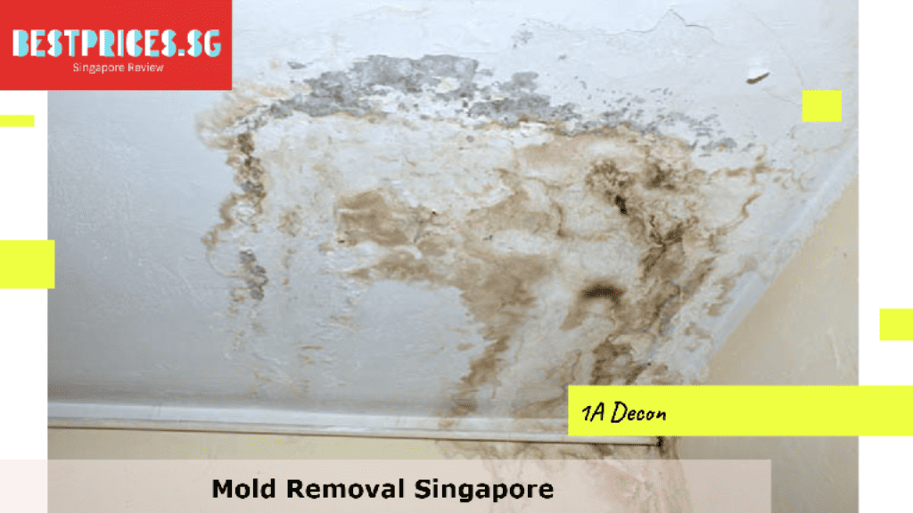 Mold Removal Singapore, Mould Specialist Singapore, Best Home Mold Removal Services Singapore, How do I get rid of mold in my house Singapore?, Can I remove mold myself?, Is it expensive to get rid of mold?, How do you get rid of mold in Singapore HDB?, Mold Removal Services Singapore, mould removal singapore price, Mold removal singapore price, Free mold removal singapore, Mold removal singapore cost, mould removal products, mould removal service, Mold removal singapore reddit, Mold removal singapore review, Can you remove mold by yourself?,